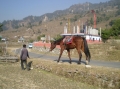 Horse Horse