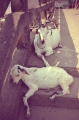 кочин козы кочин козы