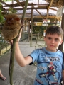 торсиеры 4 торсиеры 4