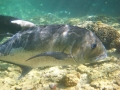 Jackfish Jackfish