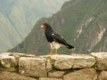 Machu Picchu Machu Picchu