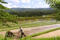West Bali: rice fields West Bali: rice fields