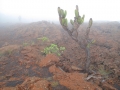 вулкан Sierra Negra, о. Изабела вулкан Sierra Negra, о. Изабела