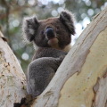 Коала Коала