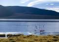 Laguna colorada 6
