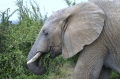 Addo park Addo park