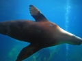Auckland Zoo Auckland Zoo