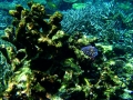papua 3 papua 3