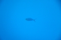 синее синее красное море