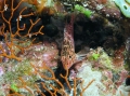 Pixy Hawkfish Pixy Hawkfish