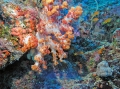 Soft Corals Soft Corals