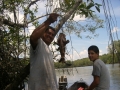 Коста Рика, фото с рыбалки на р. Террава