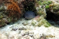 Обитатели Карибского моря Обитатели Карибского моря