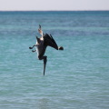 Playa del Carmen Playa del Carmen