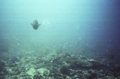 Blue Corner, Palau Blue Corner, Palau