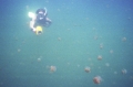 Jellyfish lake, Palau Jellyfish lake, Palau