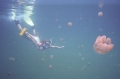 Jellyfish lake, Palau 2 Jellyfish lake, Palau 2