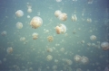 Jellyfish lake, Palau 3 Jellyfish lake, Palau 3