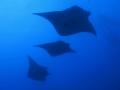 манты манты