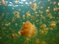 Jellyfish Lake. Palau. Jellyfish Lake. Palau.
