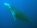 Whale (Vavau, Tonga) Whale (Vavau, Tonga)