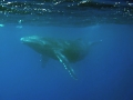 Whale (Vavau, Tonga) Whale (Vavau, Tonga)