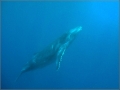 Whale (Vavau, Tonga) Whale (Vavau, Tonga)