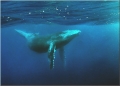 Whale (Vavau, Tonga) Whale (Vavau, Tonga)