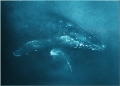 Whales (Vavau, Tonga) Whales (Vavau, Tonga)