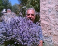 lavanda lavanda