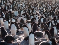 Antarctica! Antarctica!