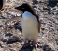 Antarctica! Antarctica!