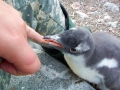 Antarctica! Antarctica!