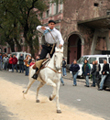 El Gaucho El Gaucho