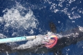морская рыбалка 8 морская рыбалка 8