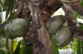 Valee De Mai 4 Valee De Mai 4