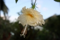 flower flower